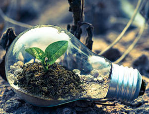 Pflanze wächst in Glühbirne als Sinnbild für umweltfreundliche Energieerzeugung