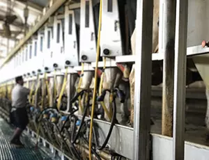 Kühe in einer Melkbatterie