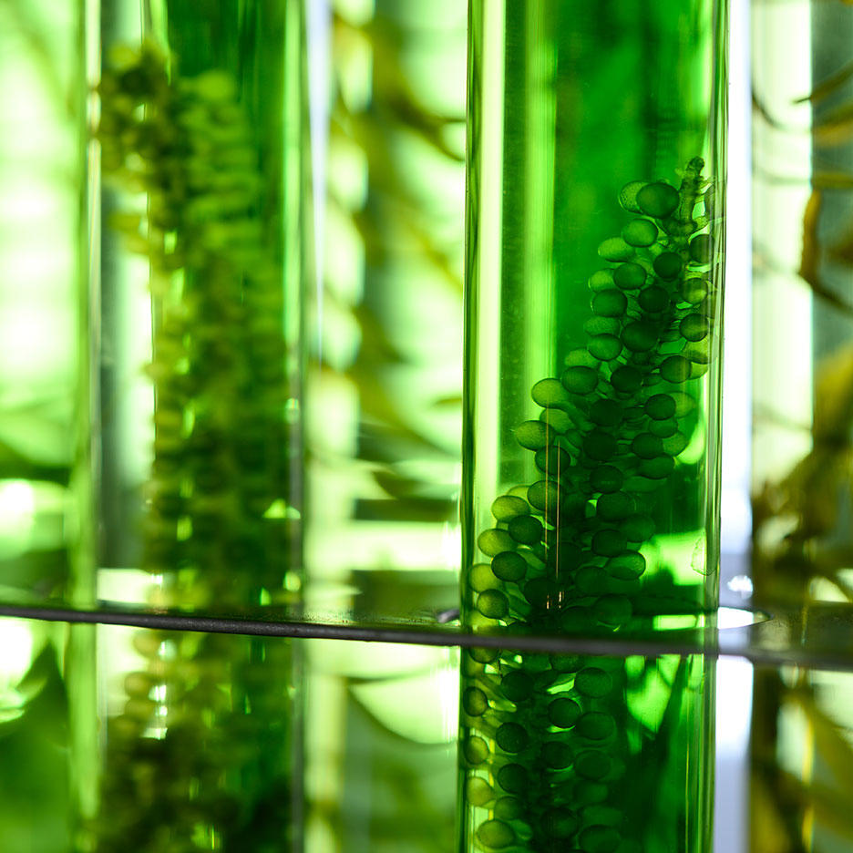 Algen im Reagenzglas