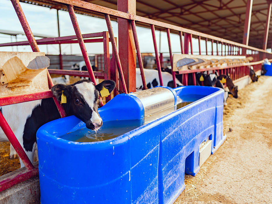 Kuh im Stall trinkt aus Blauen Wassertrug