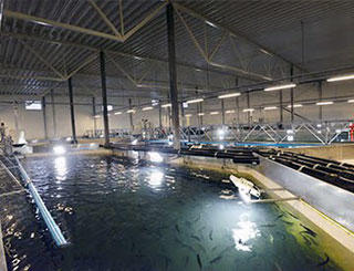 Fischzucht-Aquarium der Marine Harvest Dalsfjord