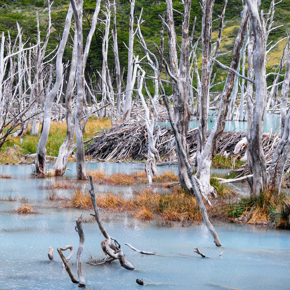 vertrocknete Bäume mit Wasserhochstand